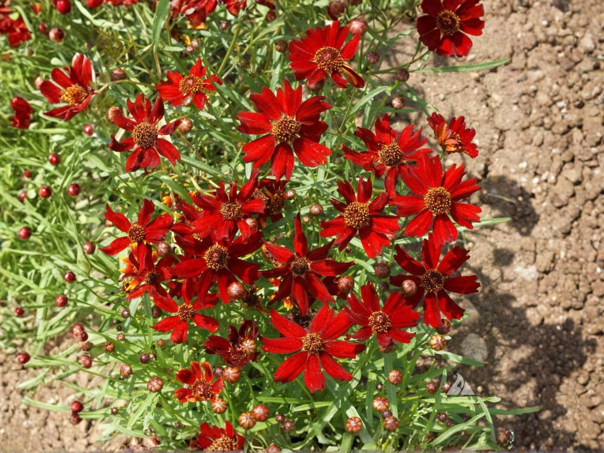 Dwarf Red Coreopsis Seeds 250 – Wildflower, Pollinator Garden, Coreopsis tinctoria ‘Dwarf Red’