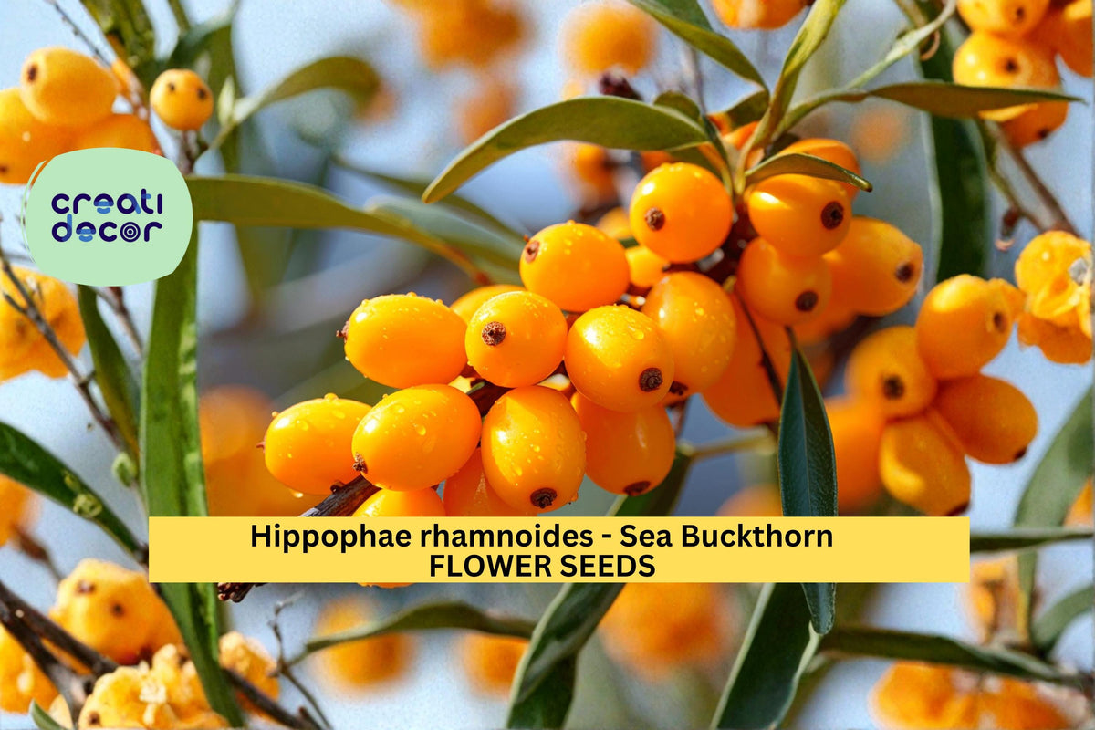 Sea Buckthorn Seeds, Hippophae rhamnoides, Hardy Berry Shrub, 20 Count, Cold Tolerant Landscape Plant