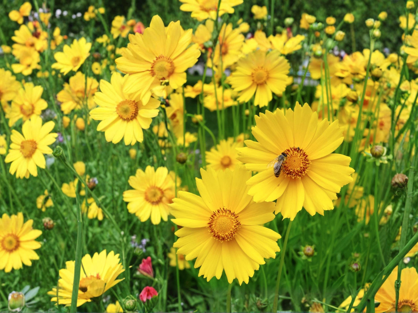 Lanceleaf Coreopsis Seeds (50) – Dwarf Yellow Perennial Wildflower for Borders & Rock Gardens – Coreopsis lanceolata