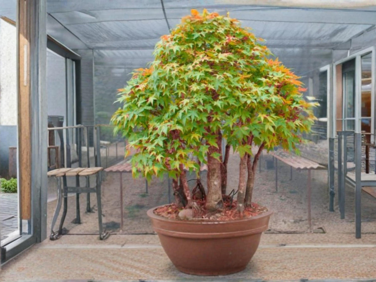 Elegant Chinese Maple Seeds (10) – Acer elegantulum – Rare Ornamental Deciduous Tree for Garden & Bonsai