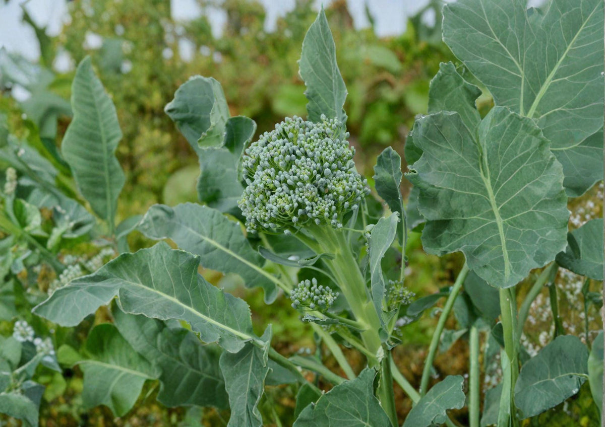Calabrese Broccoli Seeds - Italian Heirloom, Green Sprouting, 500 Seeds, Vegetable Seed, Home Garden, Fertile Soil