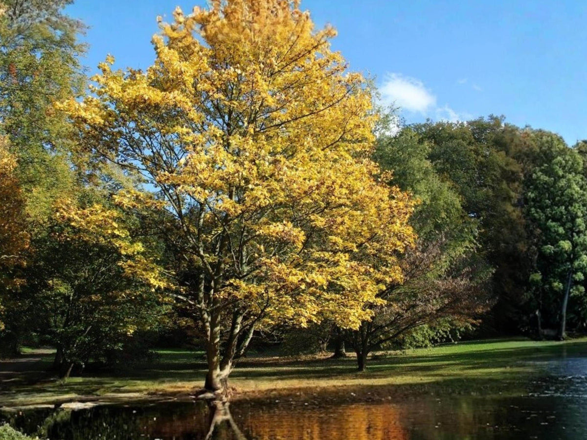 Painted Maple Seeds (10) – Acer Mono – Ornamental Deciduous Tree for Gardens and Landscapes