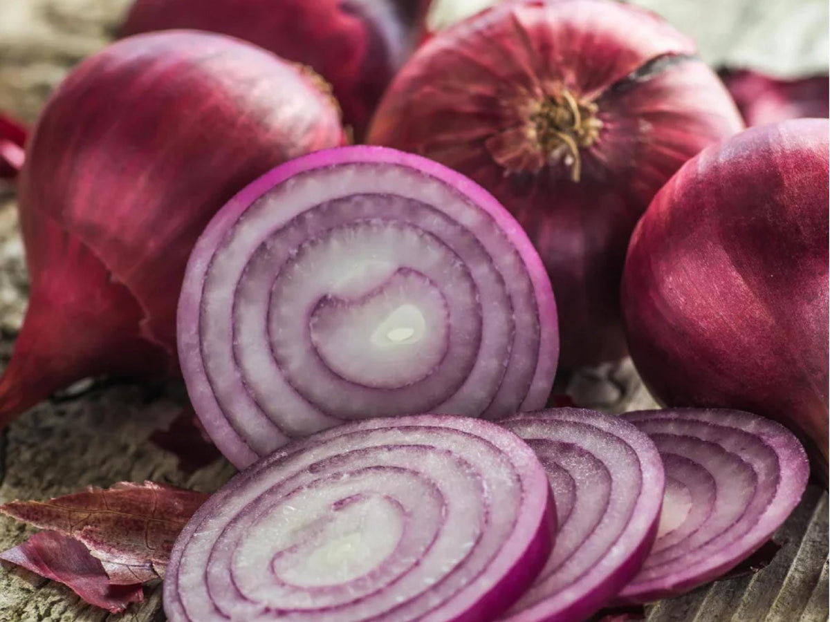 Red Burgundy Short Day Onion Seeds – Deep Red Bulb, Non-GMO, Suitable for Mild Winters, 50 Seeds