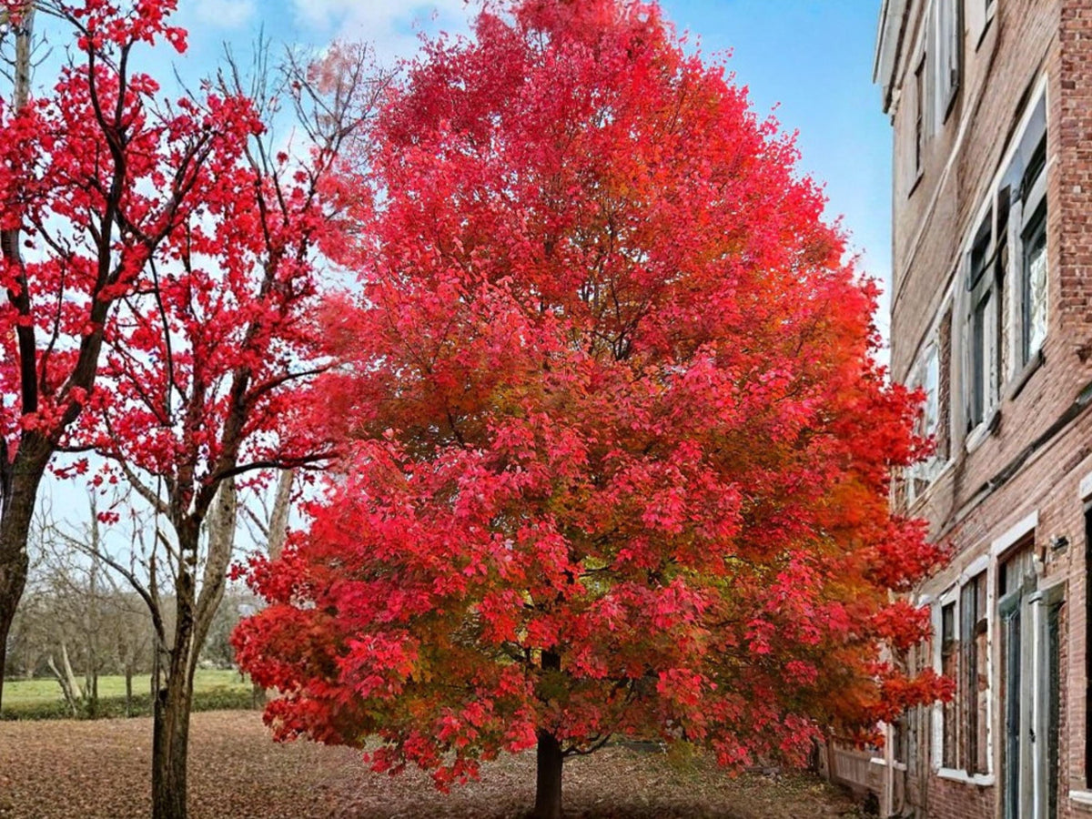 Red Maple Tree Seeds (10) – Acer rubrum, Fast Growing Shade Tree, Deciduous, Brilliant Red Fall Foliage