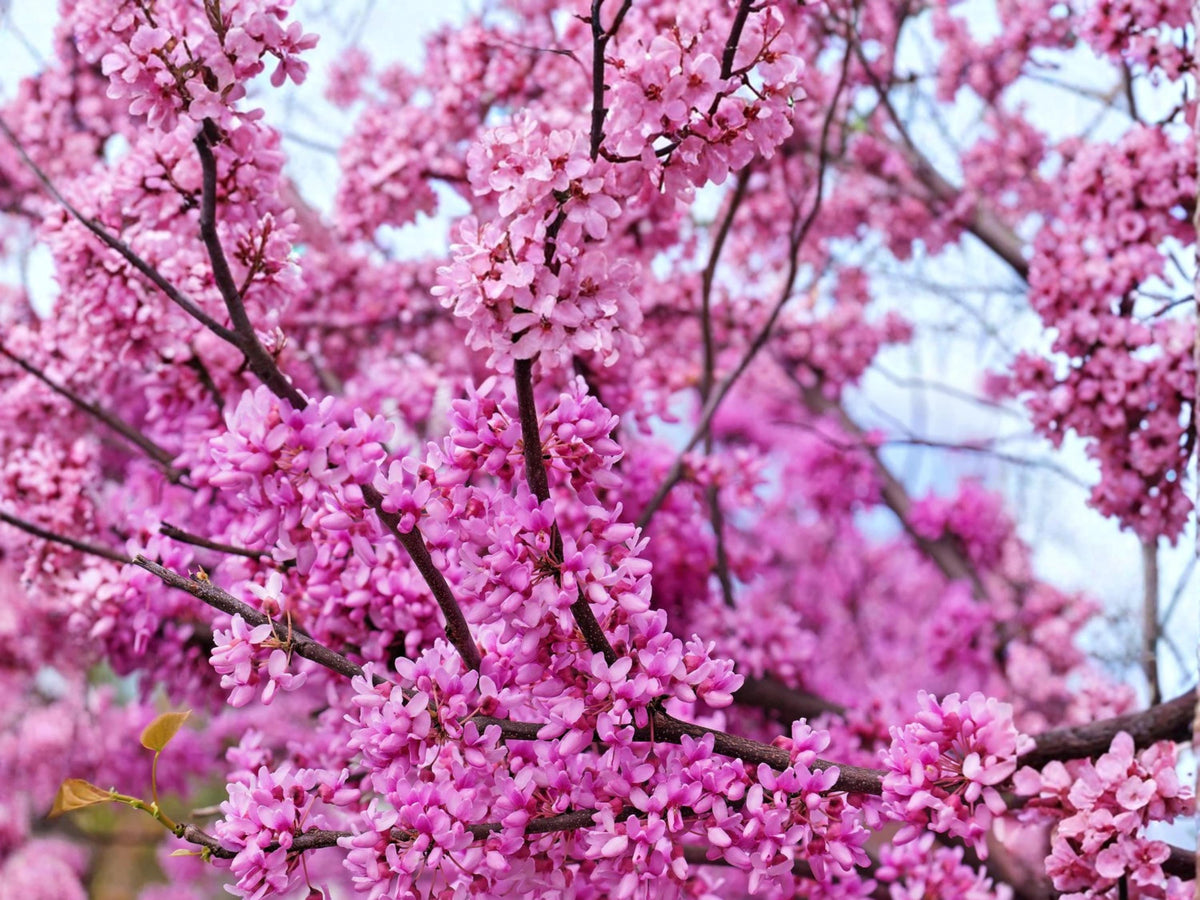 Giant Redbud Seeds – Cercis gigantea – Ornamental Flowering Tree with Pink Spring Blooms – Deciduous Landscape Plant