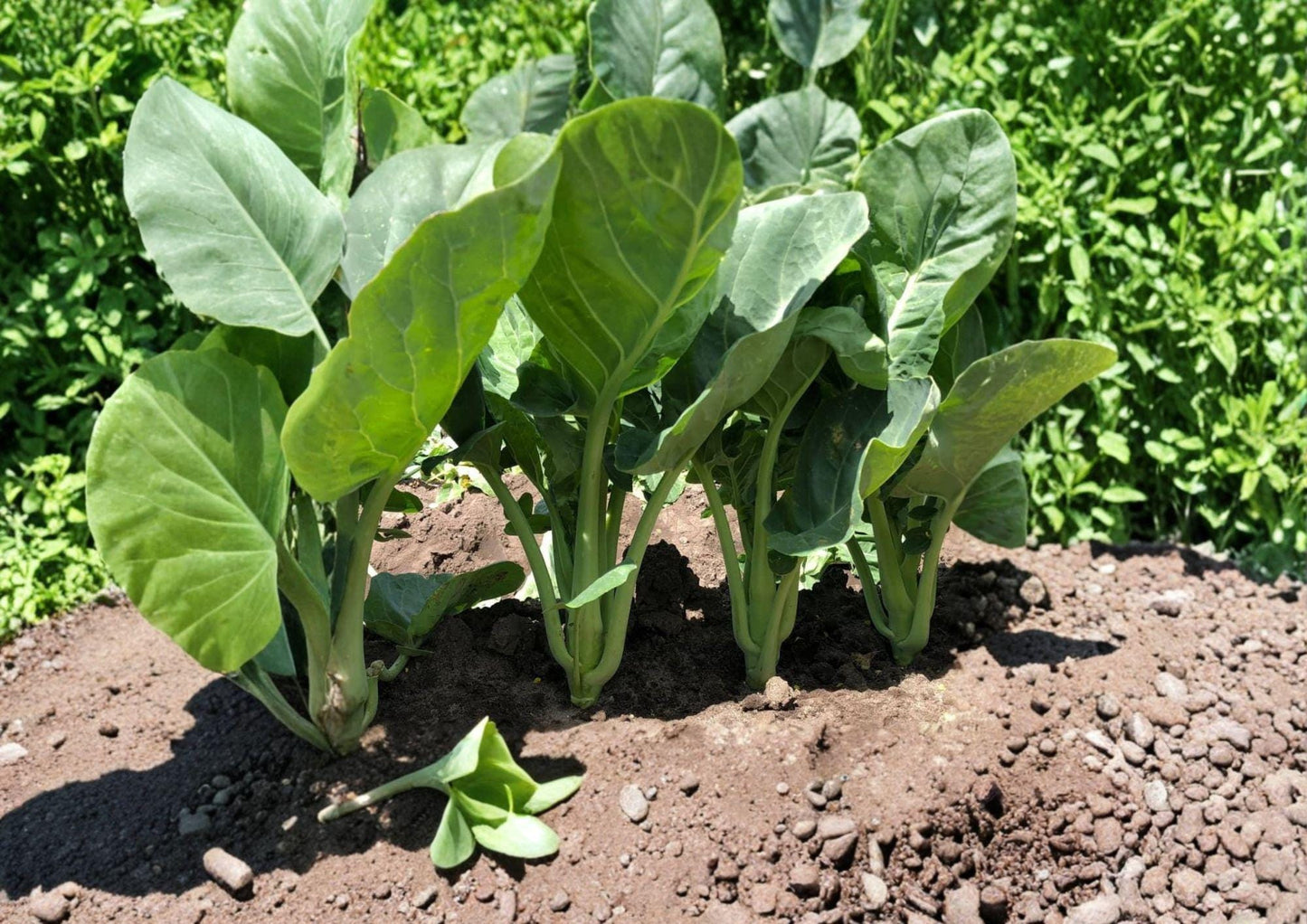 Kailaan Seeds – 300 Open Pollinated Chinese Broccoli Gai Lan for Home Gardens & Stir-Fry