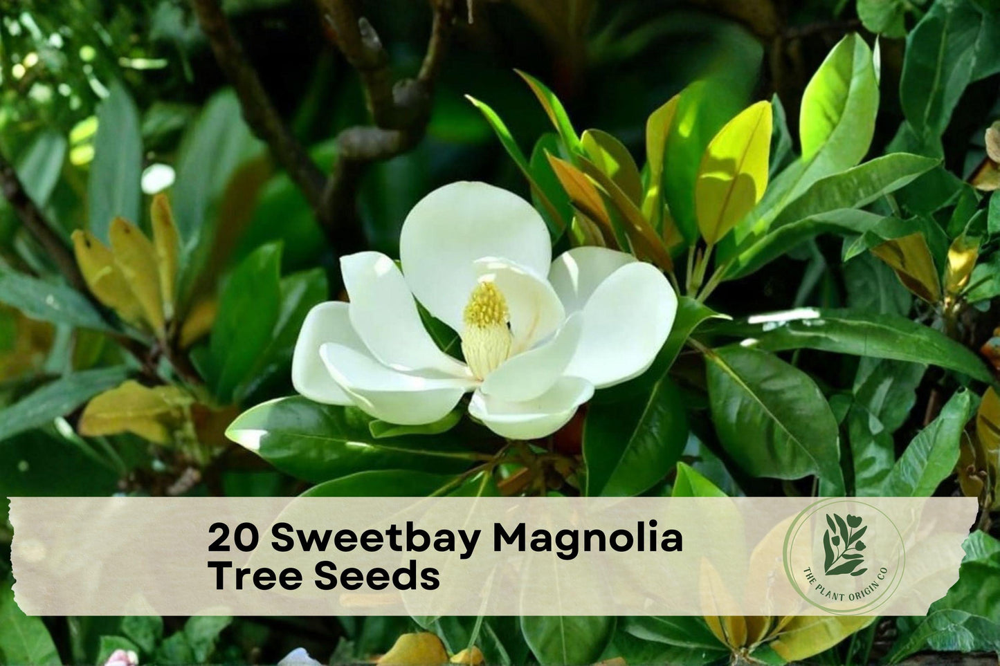 Sweetbay Magnolia Seeds, Magnolia virginiana, Native Tree for Garden & Landscape, White Fragrant Blooms