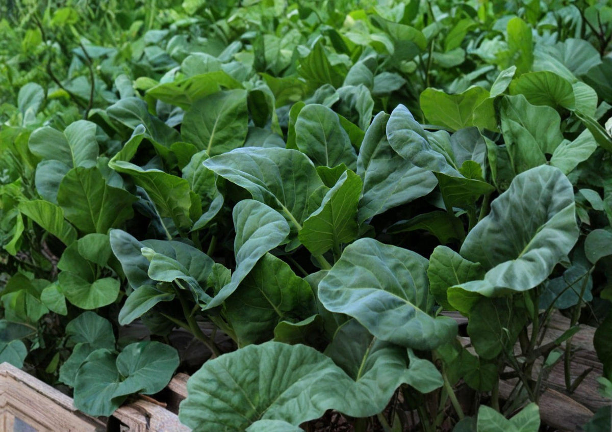 Wan Shen Kailan Seeds – Chinese Broccoli, Tender Stems, 300 Seeds, Brassica oleracea var. alboglabra