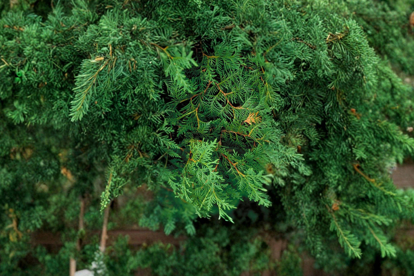 Eastern Arborvitae Seeds – Northern White Cedar for Privacy Hedge, Evergreen Landscaping, Thuja occidentalis, Native North American