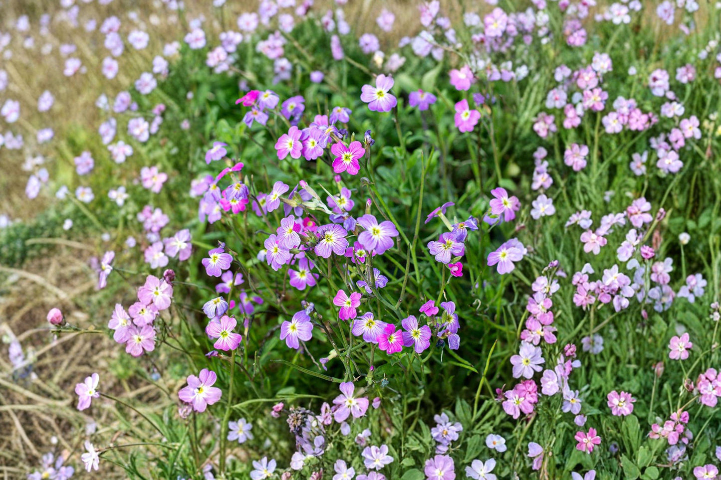 Virginia Stock Seeds – Fragrant Pink, Purple, White Spring Annual Flowers, Malcolmia maritima, 100 Seeds