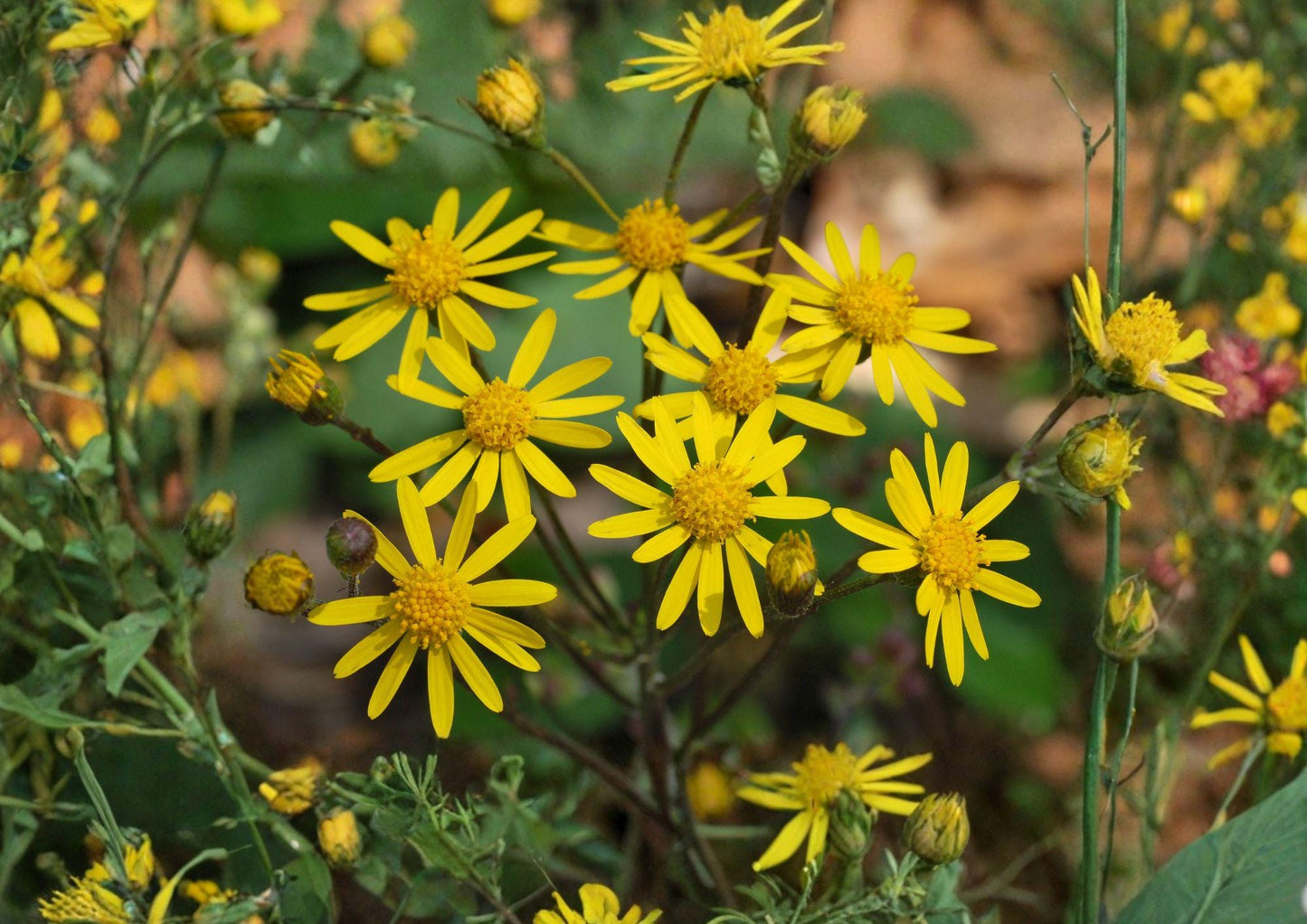 Packera Aurea Golden Ragwort Seeds – Native Perennial with Yellow Spring Blooms, Woodland Groundcover, Pollinator-Friendly, Moist Soil, 75 Seeds