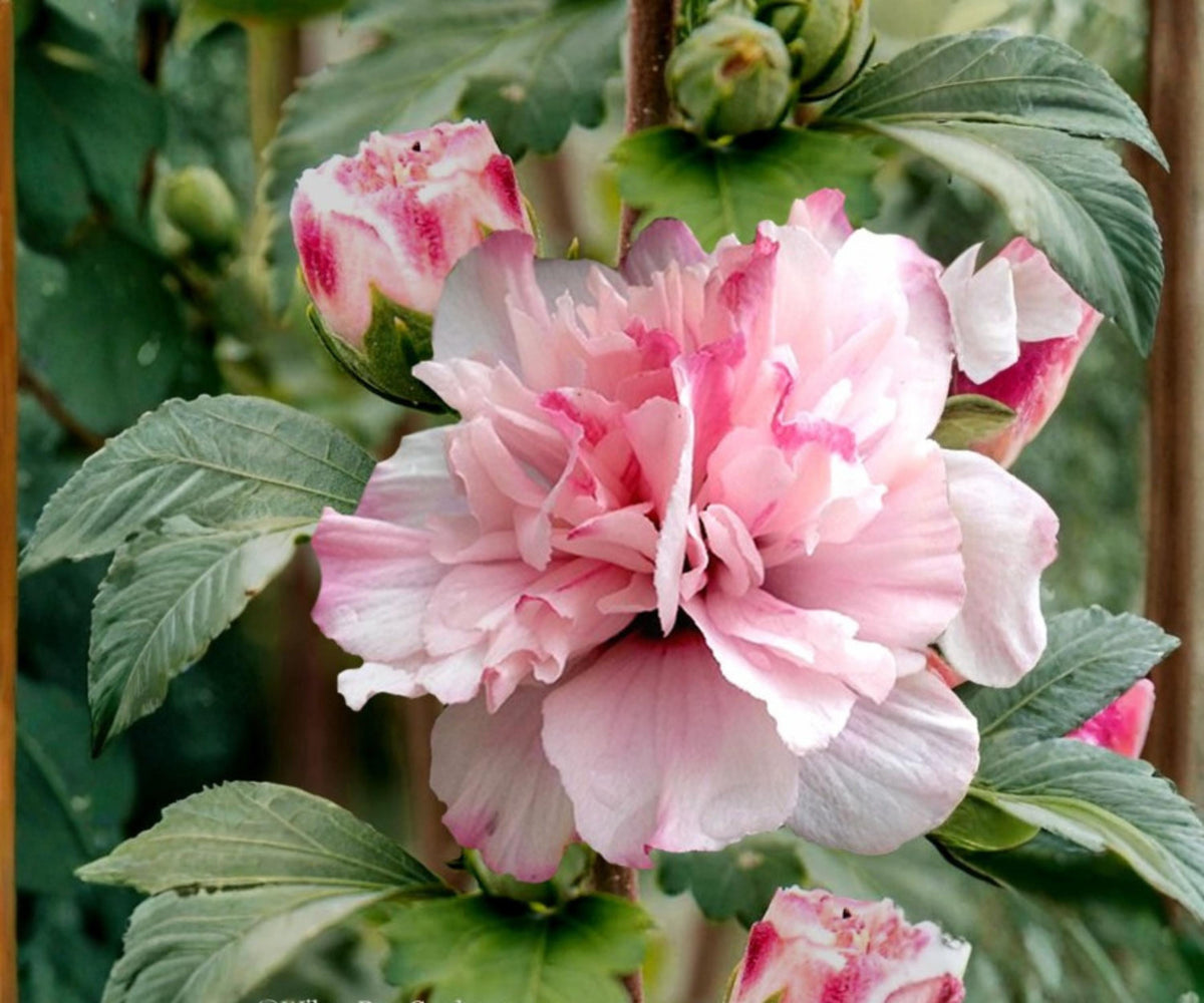 Double Pink Rose of Sharon Live Plant – Hibiscus syriacus, 1/2-1 ft, Deciduous Flowering Shrub, Pink Double Blooms, Garden Border