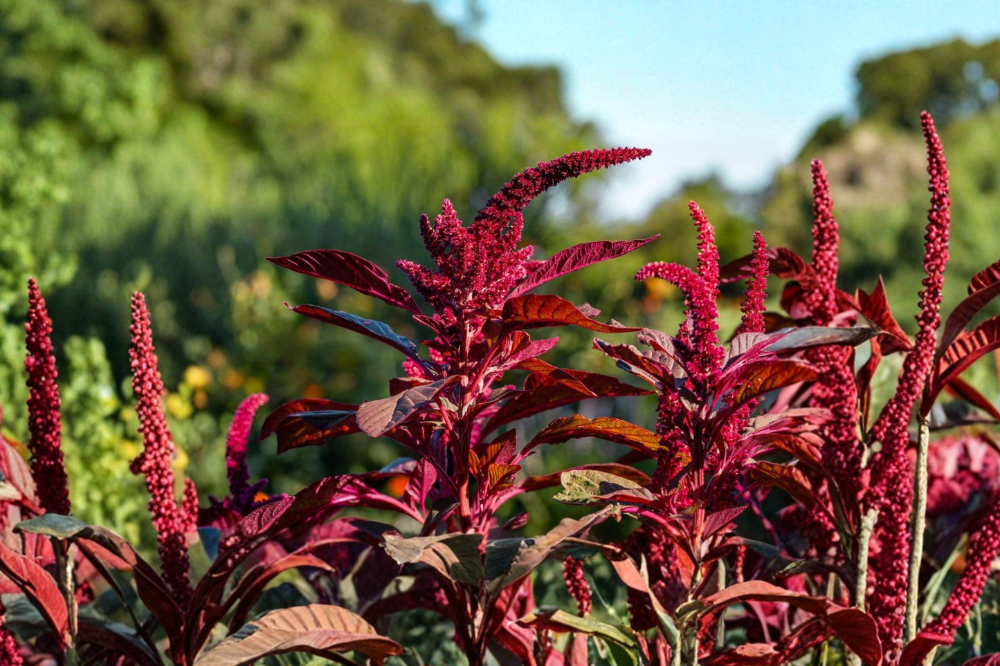 Red Garnet Amaranth Seeds – Ornamental Foliage for Garden Beds & Containers, Bright Red Leaves, Amaranthus tricolor, Annual