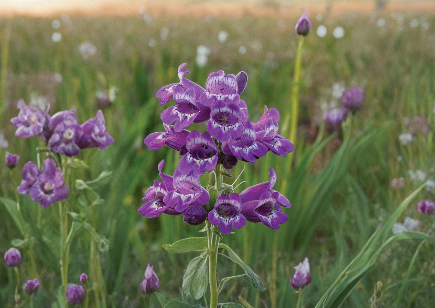 Showy Beardtongue Seeds – Lavender Pink Penstemon cobaea Native Perennial Flowers, 40 Seeds for Pollinator Gardens