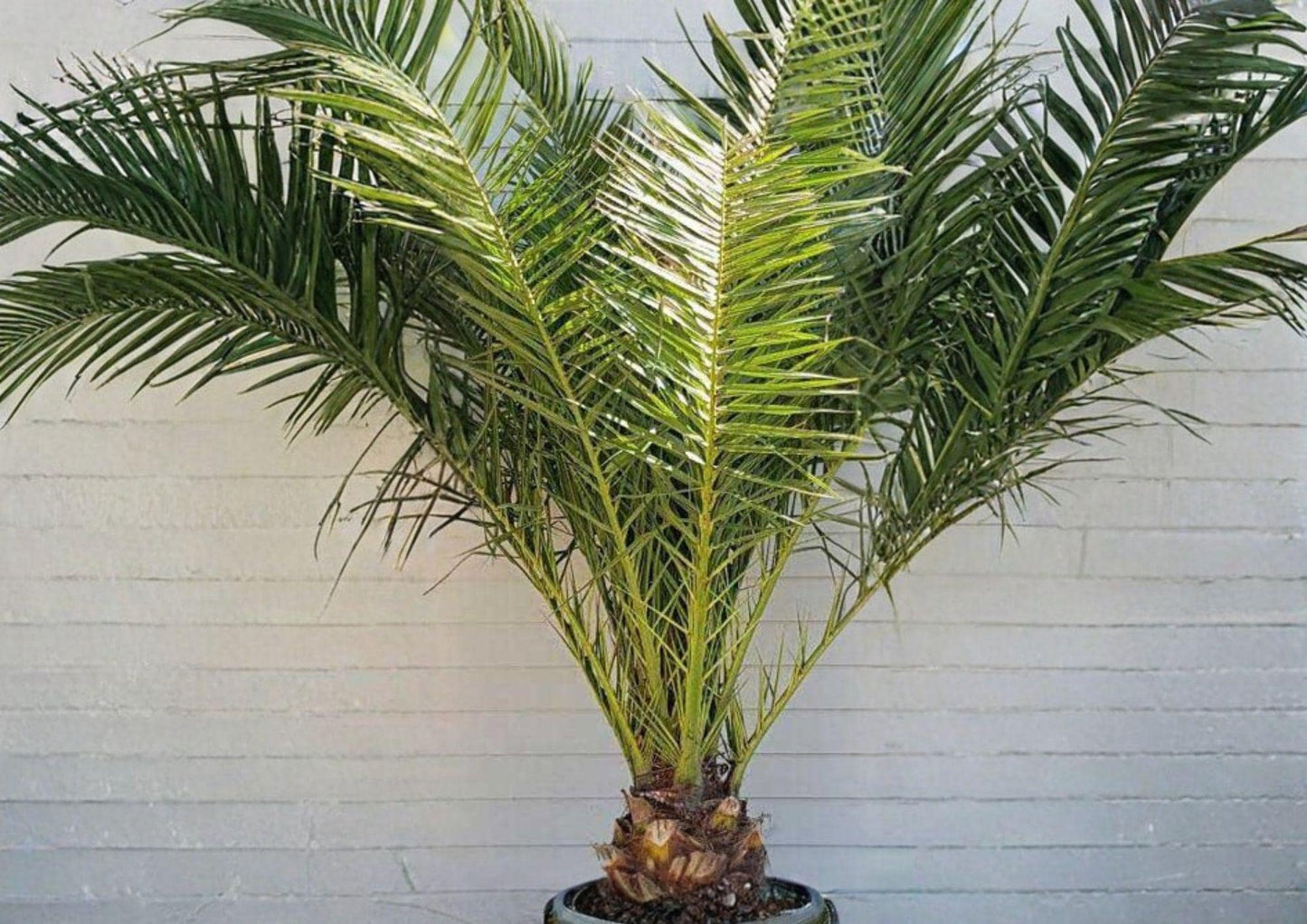 Phoenix Canariensis Seeds – Canary Date Palm, Tropical Ornamental Tree, Exotic Palm, Landscape, Container Growing, Drought Tolerant
