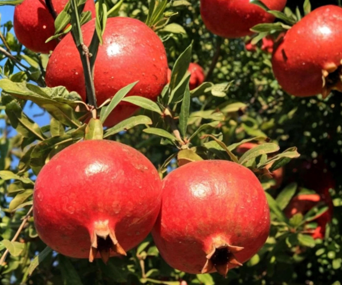 Pomegranate Fruit Tree Seedling – Wonderful Variety – Edible & Ornamental – Punica granatum – Live Plant