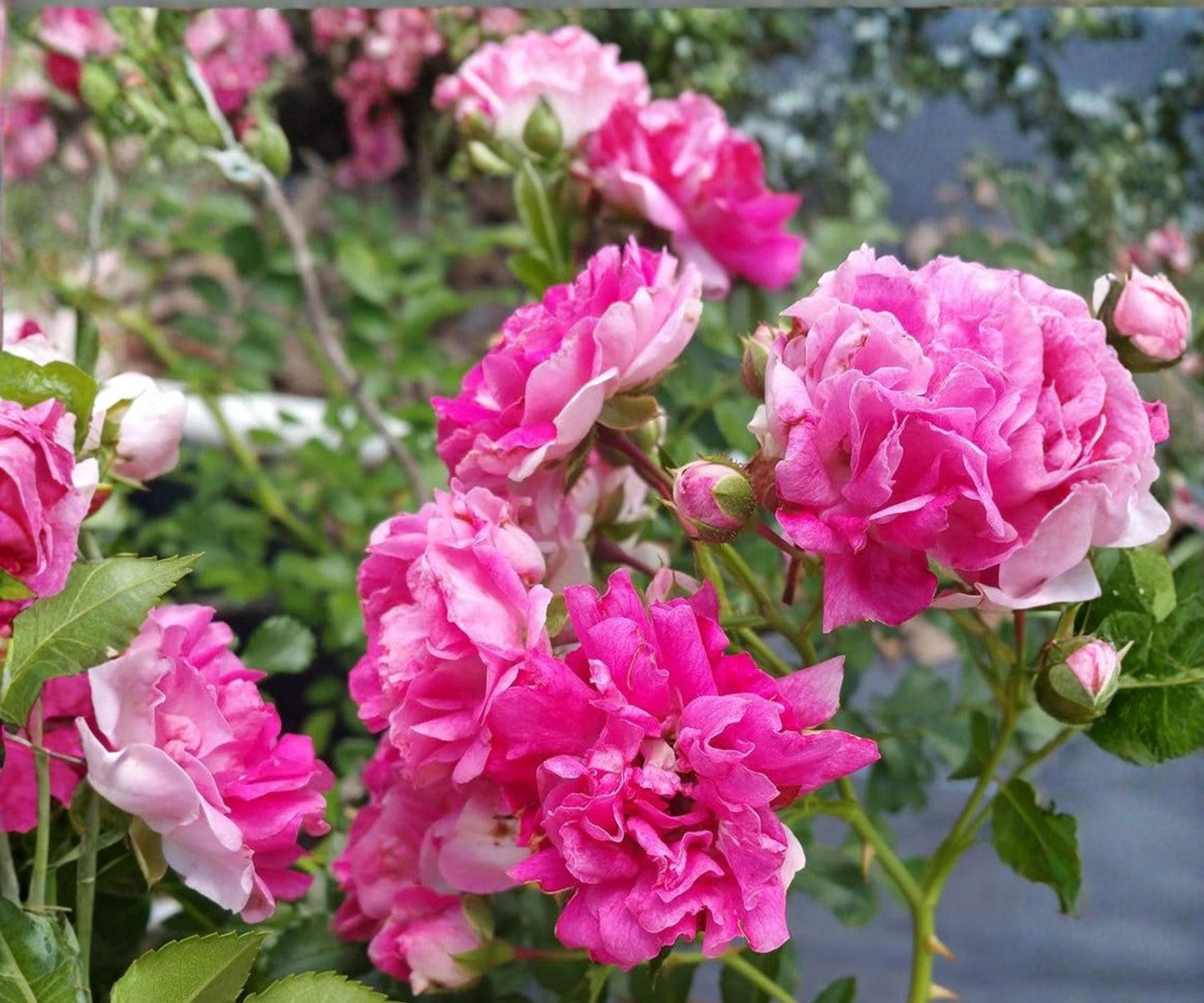 Seven Sisters Pink Climbing Rose Live Plant | 3-6" Heirloom Rambler Bush | Fragrant Clusters of Small Pink Blooms