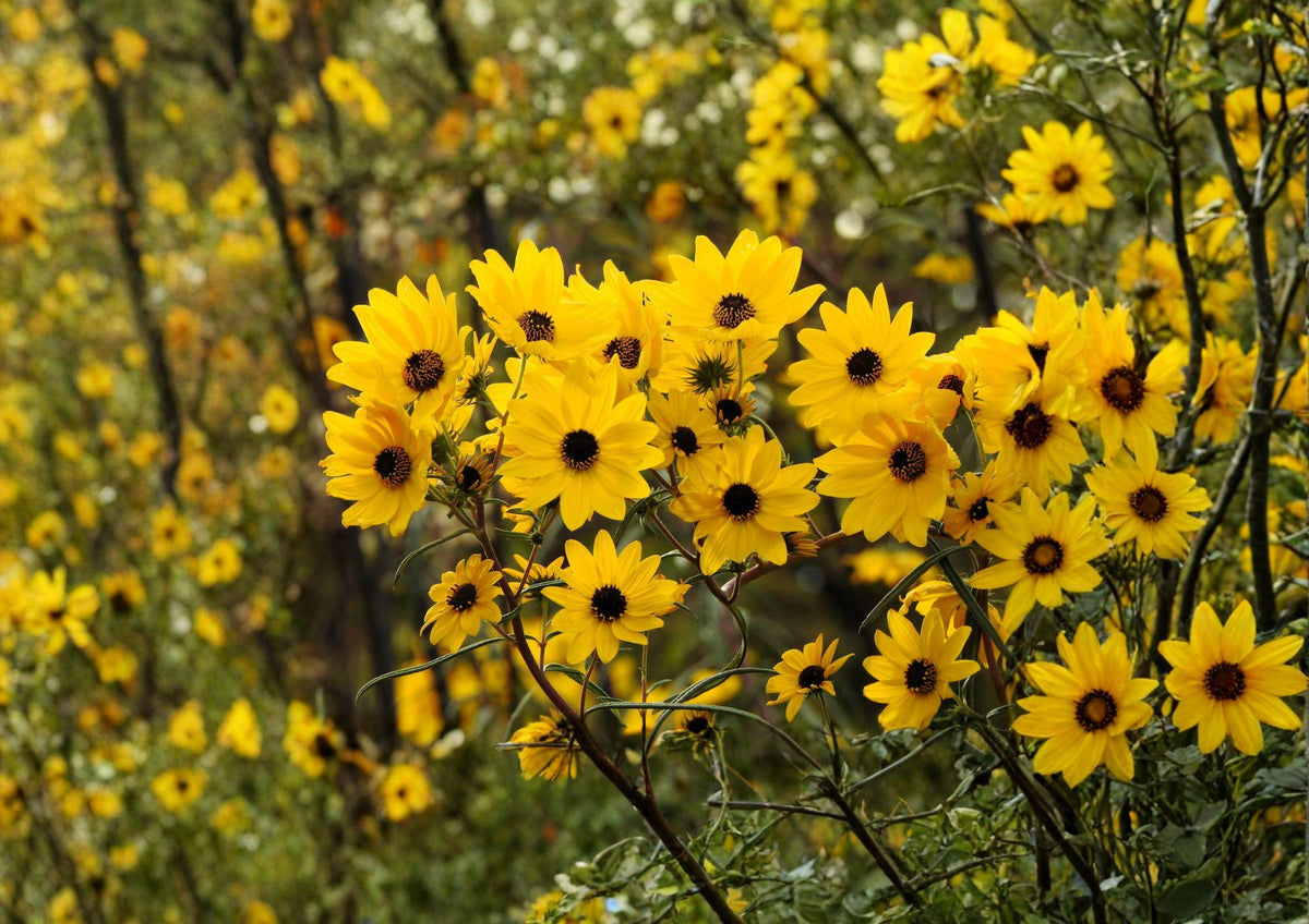 Swamp Sunflower Seeds – Native Perennial Bright Yellow Fall Blooms Helianthus angustifolius for Rain Gardens and Wildlife Gardens