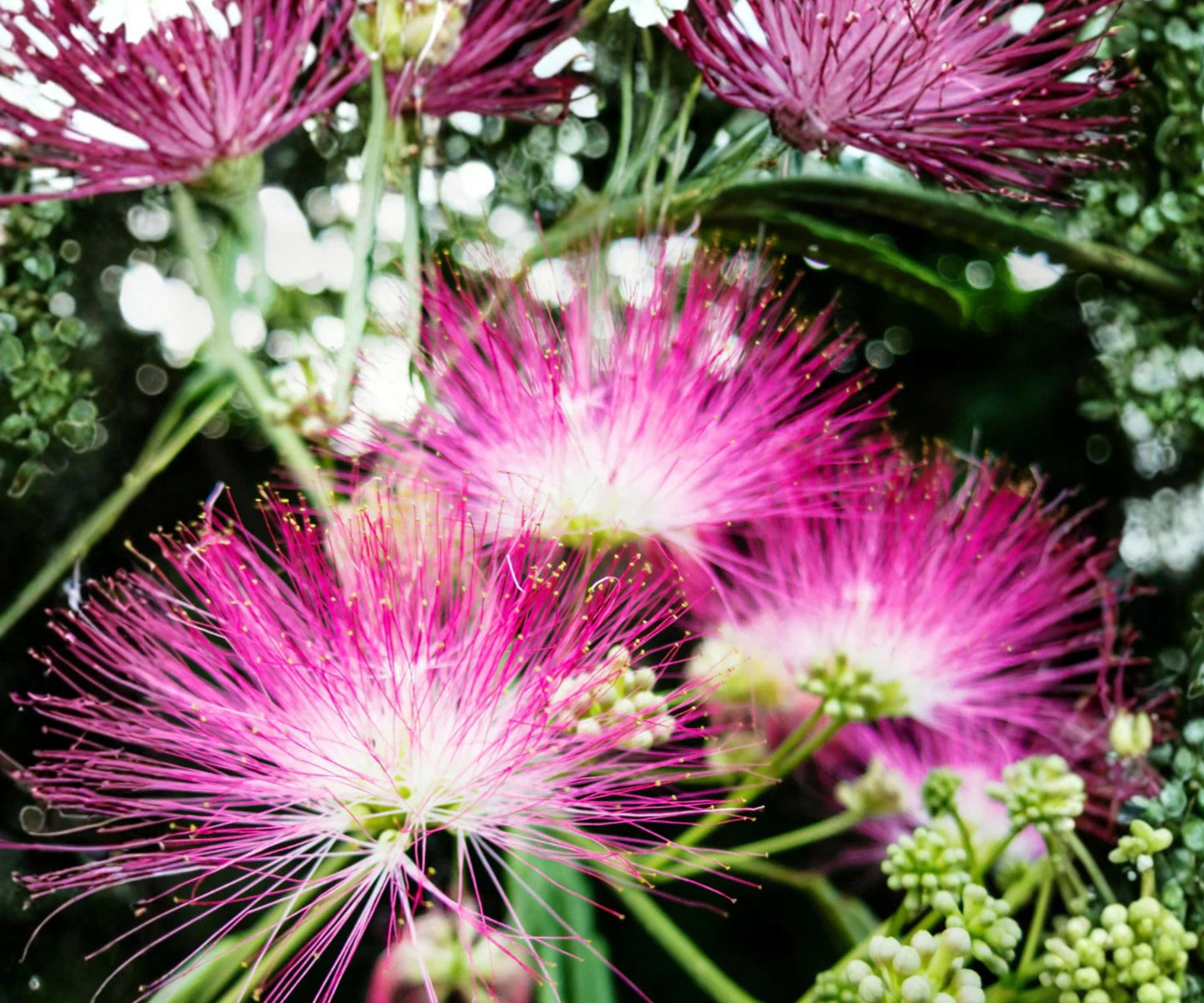 Silk Mimosa Live Plants – 6 Inch Albizia julibrissin Pink Powder Puff Tree – Ornamental Deciduous Flowering Tree