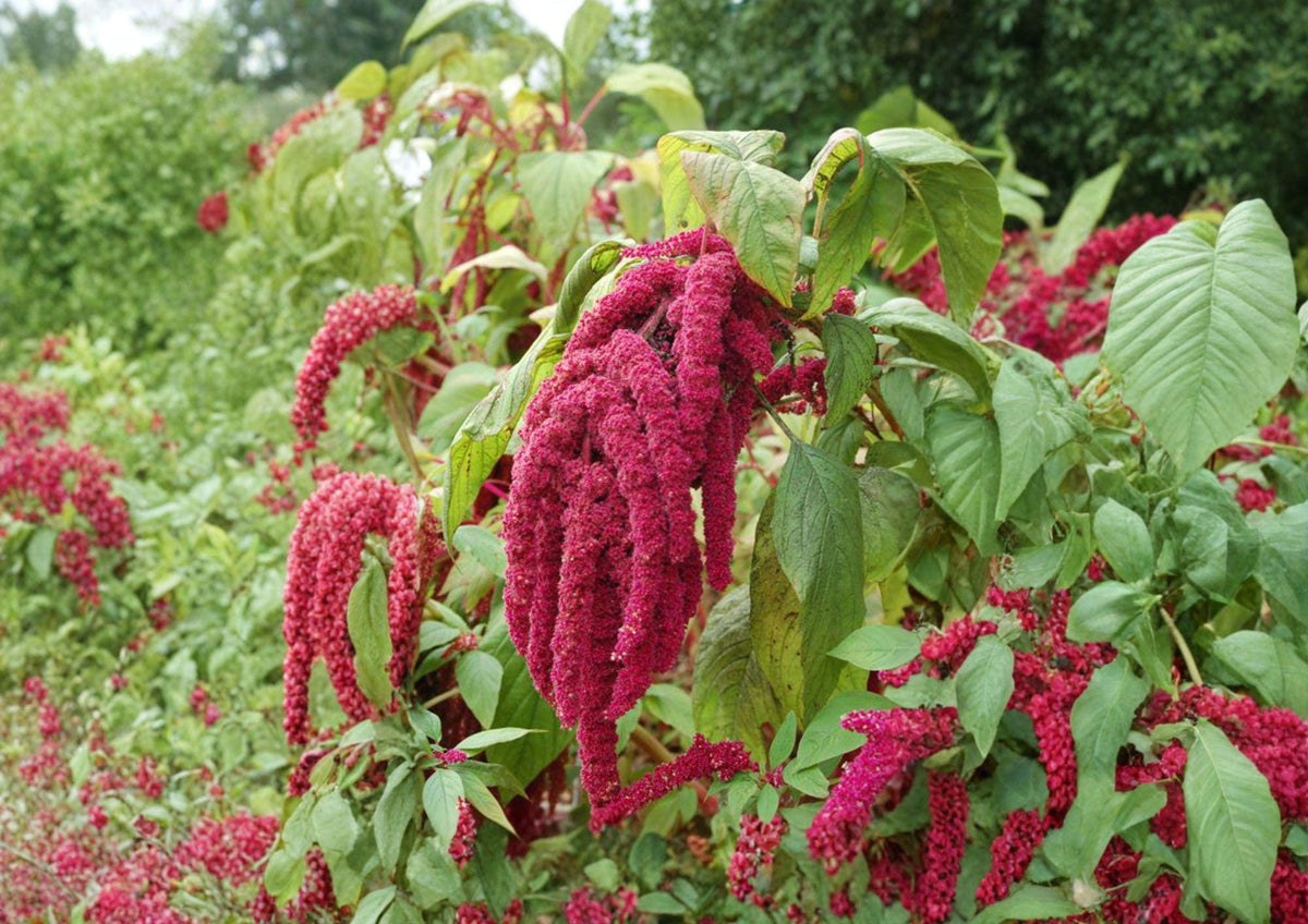 Love Lies Bleeding Seeds – 100 Count, Red Trailing Flower Tassels, Ornamental Annual, Amaranthus caudatus