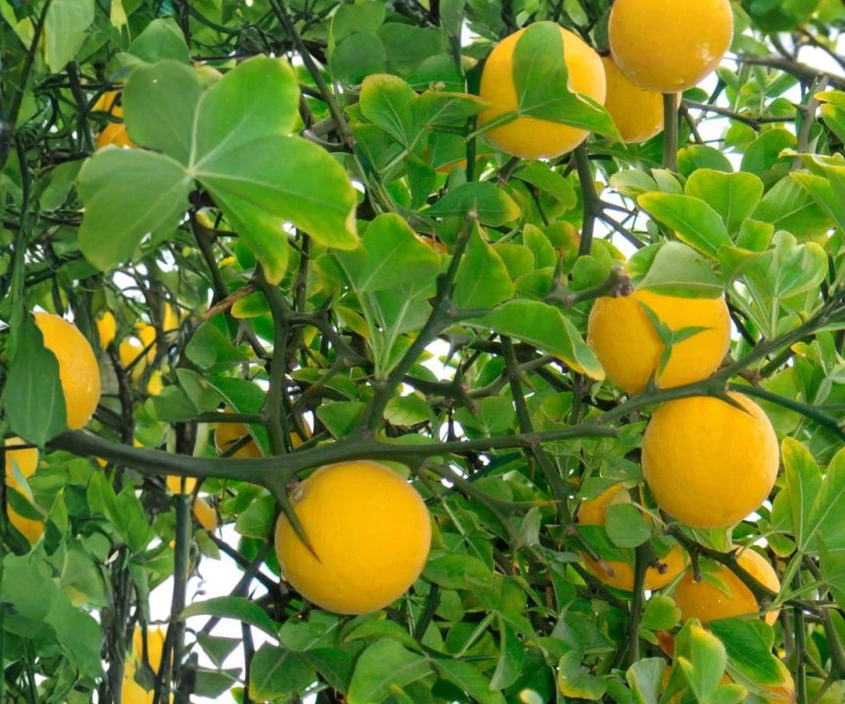 Flying Dragon Poncirus trifoliata Hardy Orange Seedlings - Cold-Hardy Citrus Tree, Twisted Branches, Ornamental & Culinary Use