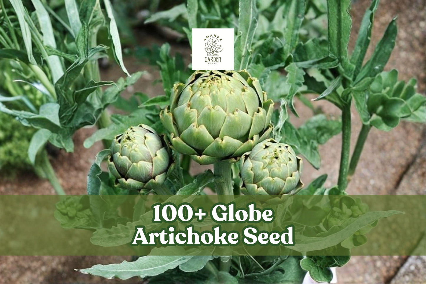 100+ Globe Artichoke Seeds – Cynara scolymus Perennial Vegetable for Garden or Containers