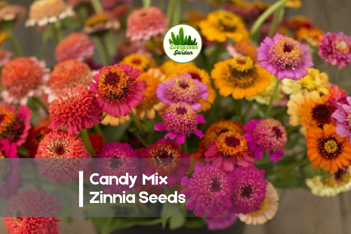 100 Candy Mix Zinnia Seeds, Bright Multi-Color Blooms, Zinnia elegans, Vibrant Summer Flowers for Borders & Cut-Flowers