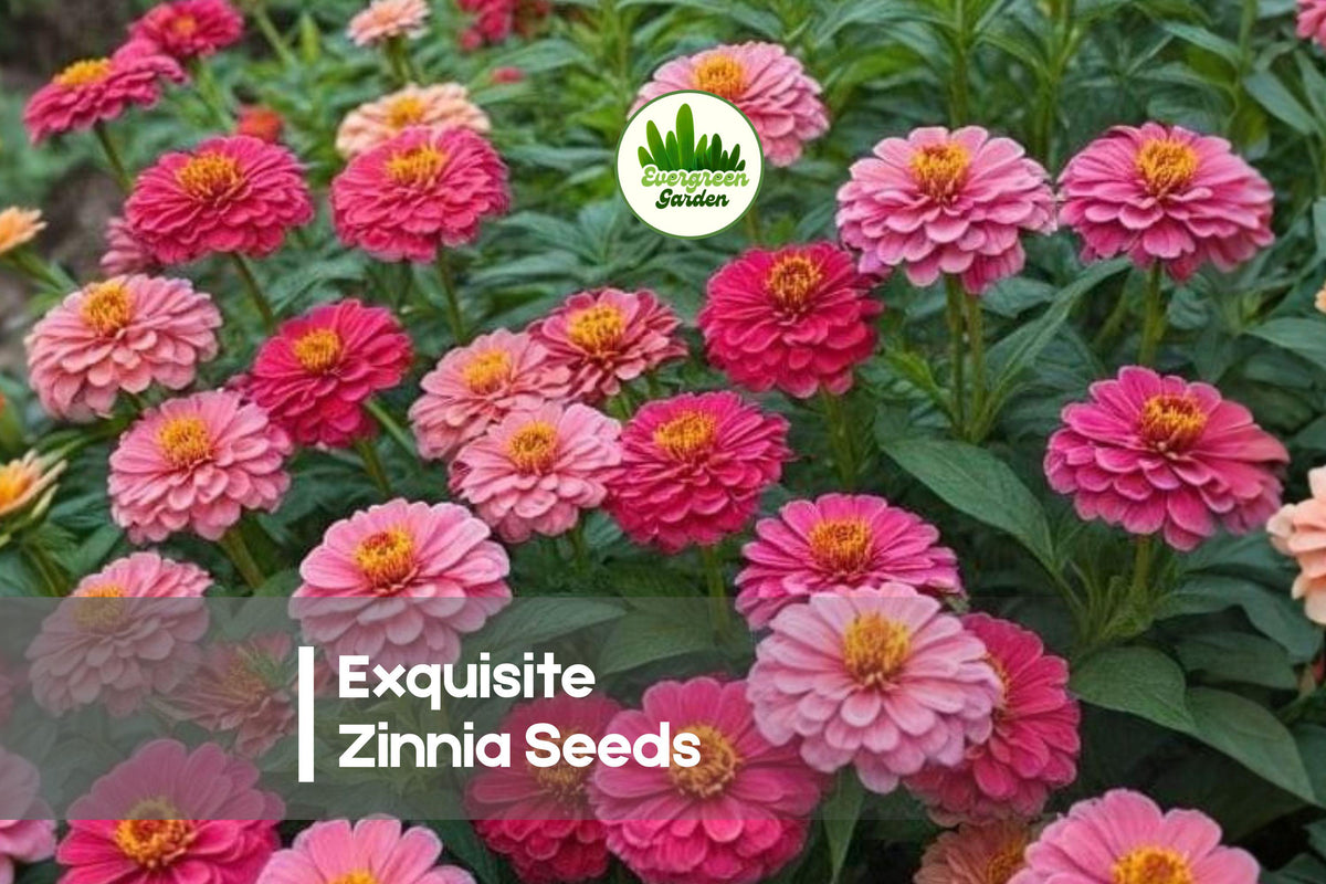 Exquisite Zinnia Seeds – Soft Peach Blooms, 100+ Seeds for Borders, Cut Flowers & Pollinator Gardens, Zinnia elegans