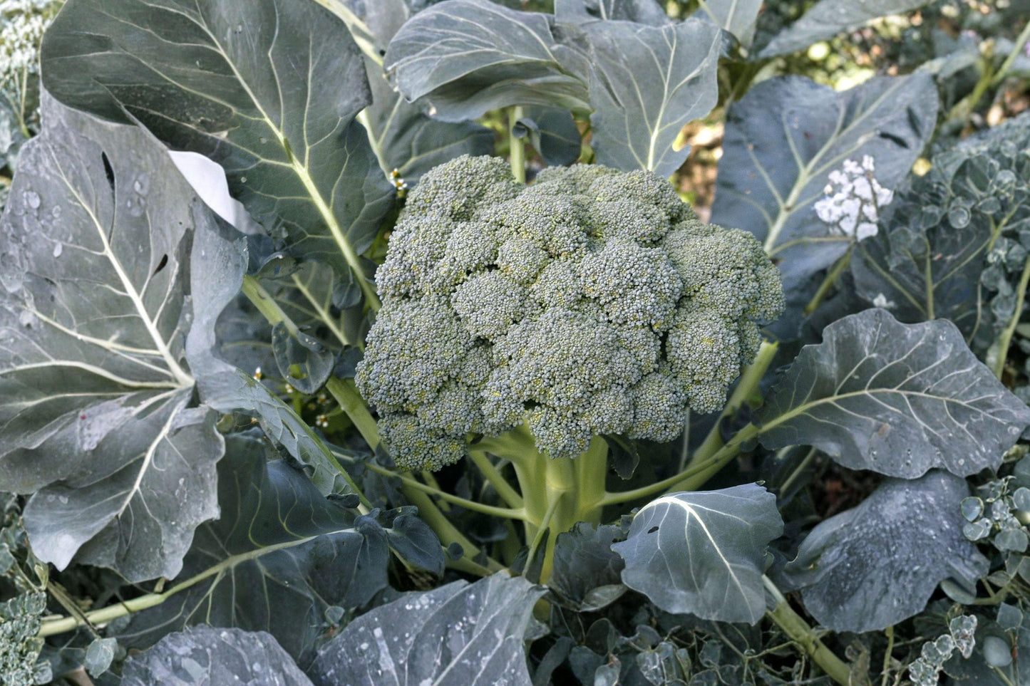 Waltham 29 Broccoli Seeds - 500 Non-GMO Heirloom Calabrese Variety for Cold Tolerance & High Yield