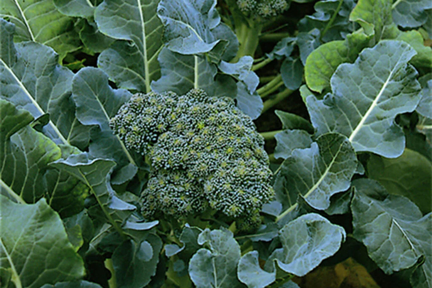 Calabrese Broccoli Seeds - 500 Non-GMO Heirloom Green Sprouting Variety for Cool-Season Gardens