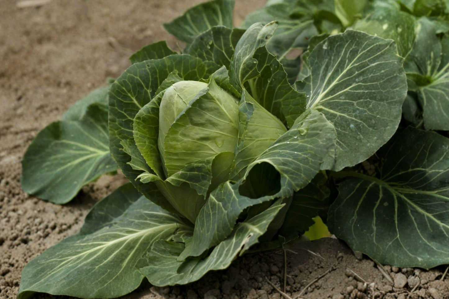 Early Jersey Wakefield Cabbage Seeds – Heirloom Non-GMO, Compact Green, Cool-Weather, 500 Seeds