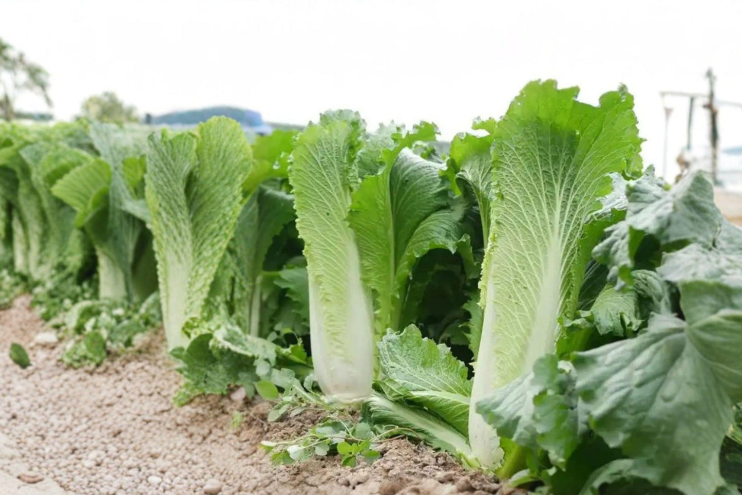 Kogane Chinese Cabbage Seeds - 300 Non-GMO Napa Heirloom Vegetable Seeds for Cool-Season Gardening