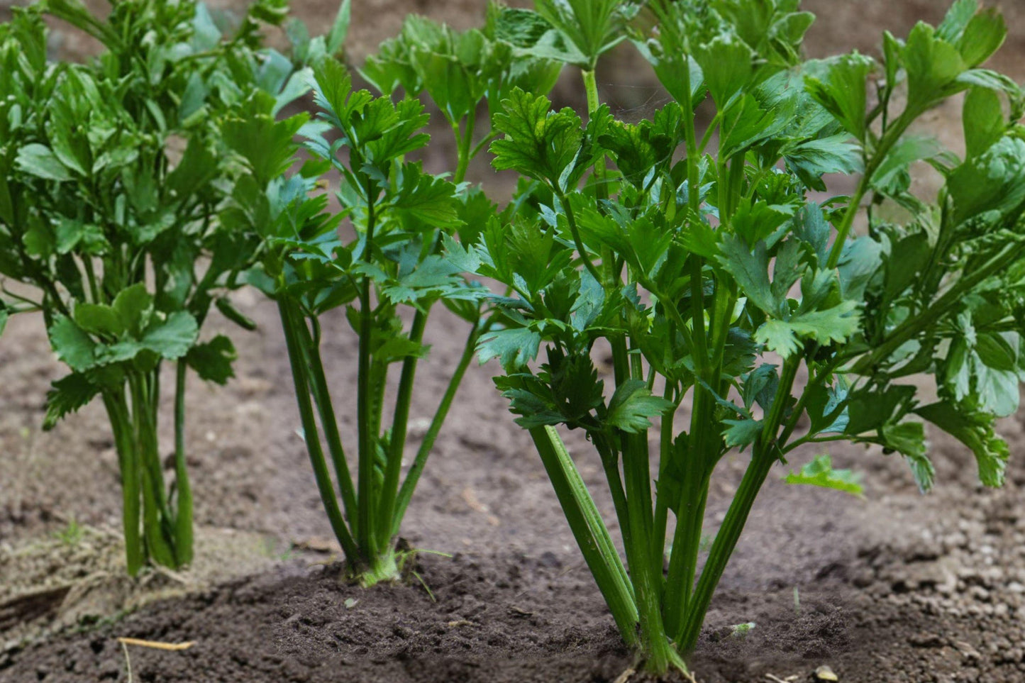 Kintsai Chinese Celery Seeds - Heirloom, Non-GMO, Dark Green, Aromatic, Cool-Season, 1000 Seeds Pack