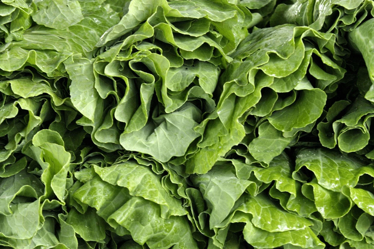 Vates Collard Seeds - Heirloom, Non-GMO, Compact, Cold Hardy Greens, 500 Seeds Pack