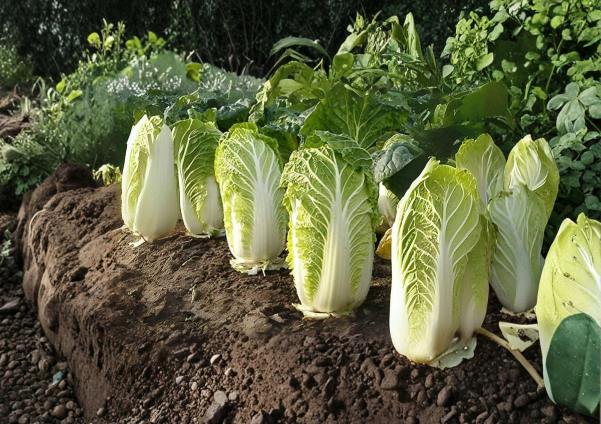 Kogane Chinese Cabbage Seeds, Napa Type, Heirloom Asian Vegetable, Crisp Tender Leaves, 150 Seeds