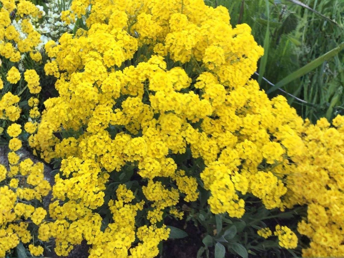 Basket of Gold Alyssum Seeds – Heirloom Non-GMO Flower Seeds for Borders, Rock Gardens, and Spring Blooms (100 Seeds)