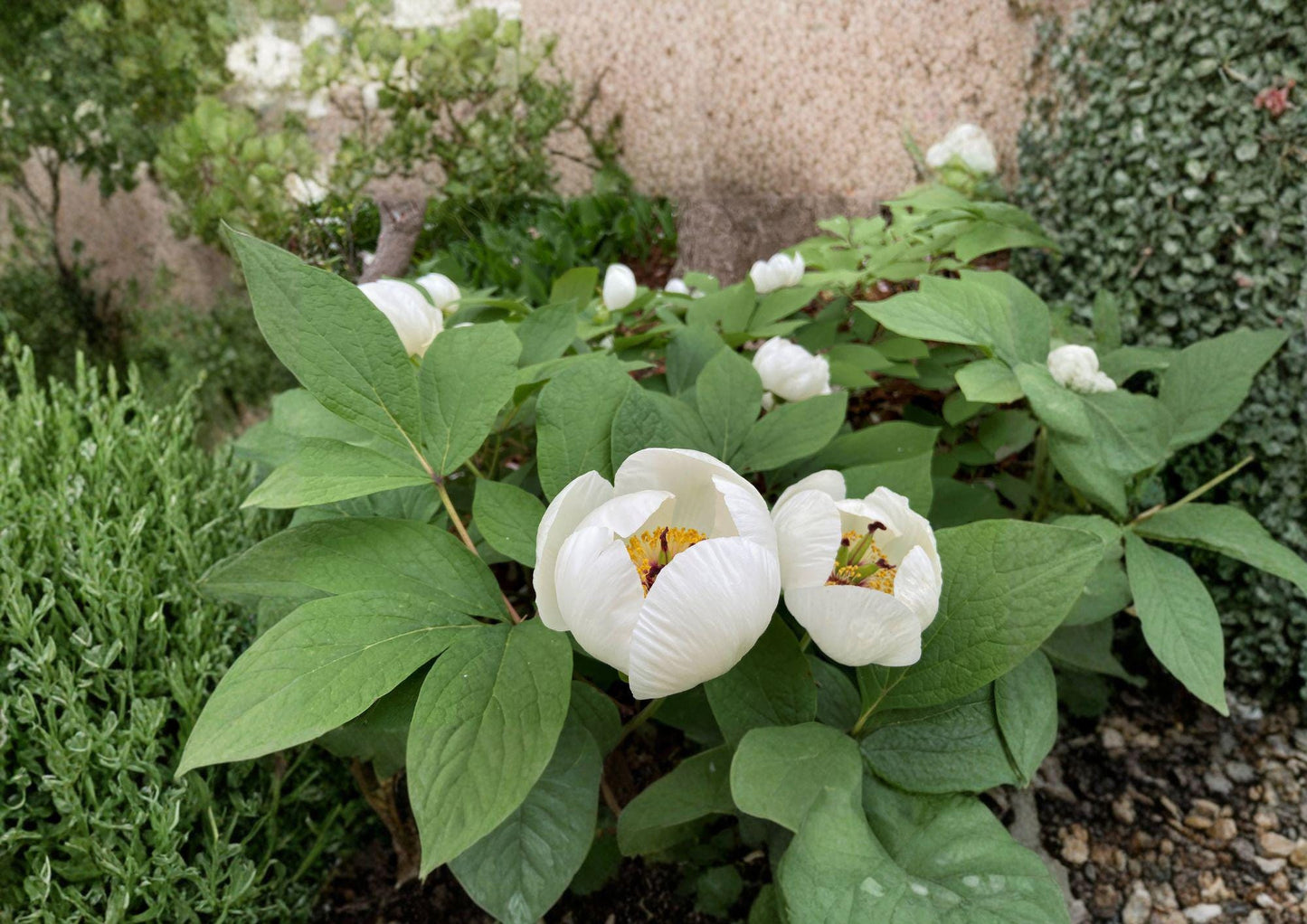 Paeonia Japonica Seeds – Rare Woodland Peony with White Flowers, Shade-Loving Perennial, Japanese Peony, 5 Seeds
