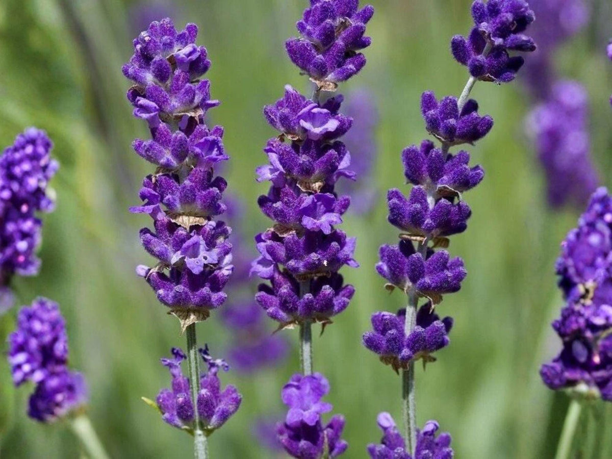 Vera Lavender Seeds – 100 English Herb Seeds for Aromatherapy, Garden, Dried Flowers – Lavandula angustifolia