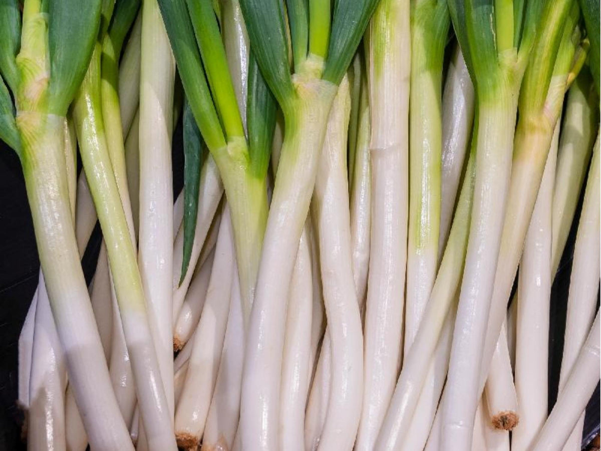 Tokyo Long Bunching Onion Seeds – Non-GMO Green Onion Variety Allium Fistulosum for Garden, Container, or Raised Bed Planting