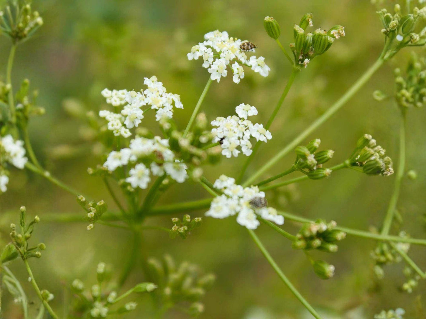 Heirloom Caraway Seeds 300 Pack – Culinary Herb & Spice – Grow Your Own Caraway (Carum carvi)