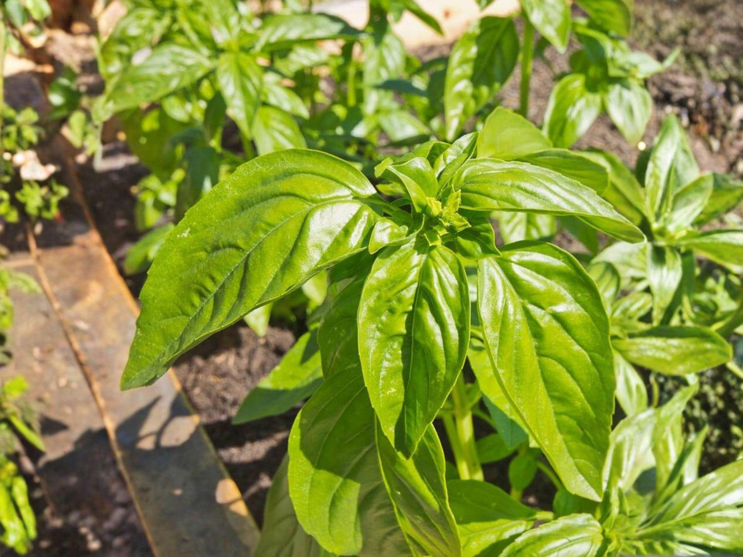Genovese Basil Seeds - 500 Heirloom Italian Herb Seeds for Pesto, Caprese, and Cooking - Aromatic, Large Leaf, Annual Herb