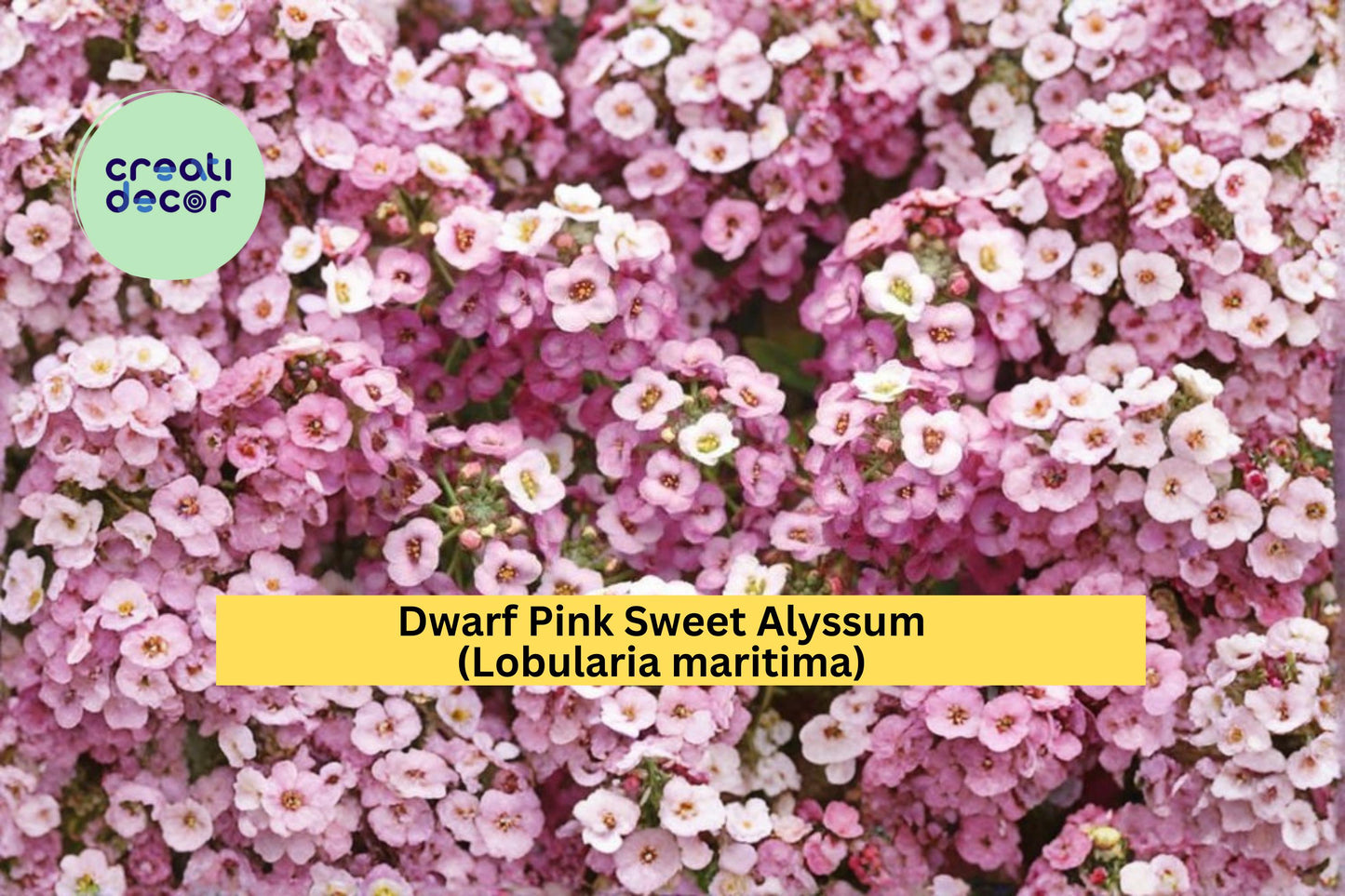 Dwarf Pink Sweet Alyssum Seeds | Lobularia maritima | Fragrant Low-Growing Flowering Annual for Borders & Containers