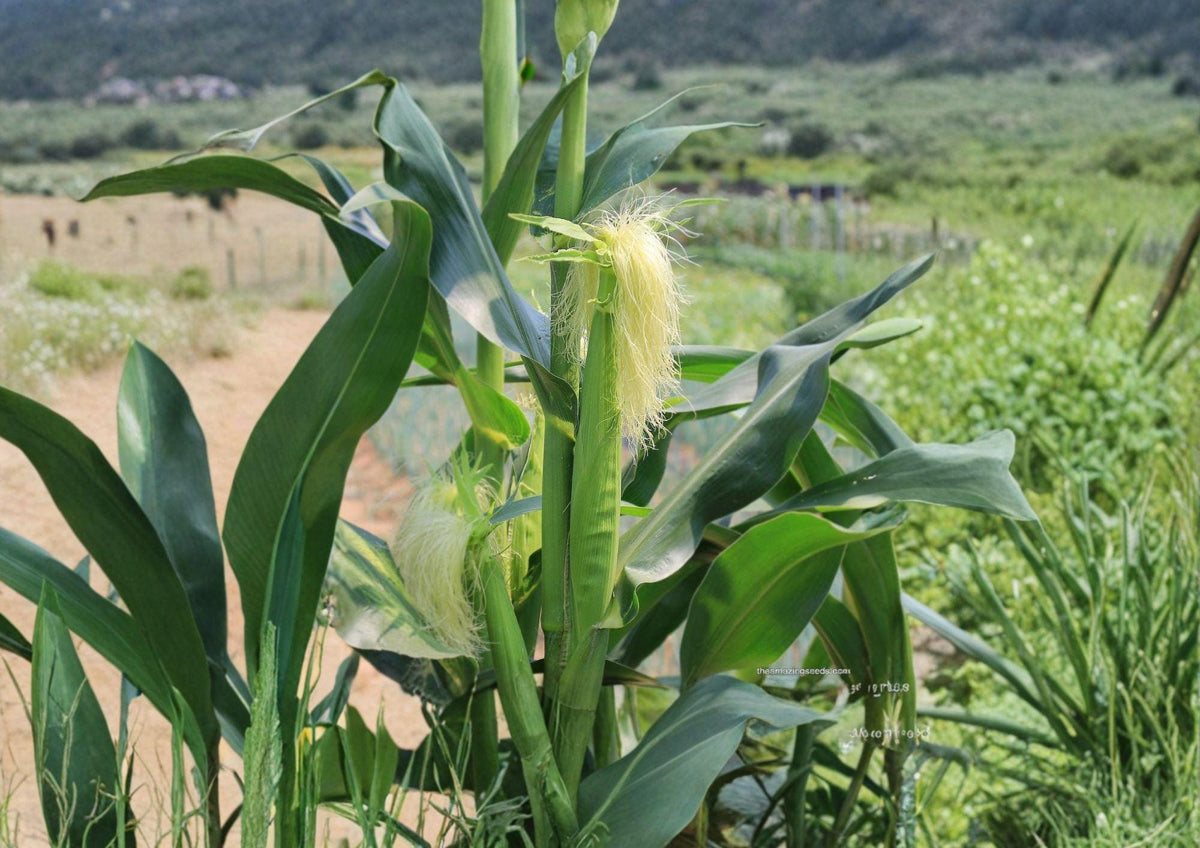 Japanese Hulless White Popcorn Seeds - Heirloom Baby Corn, 50 Seeds, Tender Hull-less Kernels, Open-Pollinated, Gourmet Snack, Summer Crop