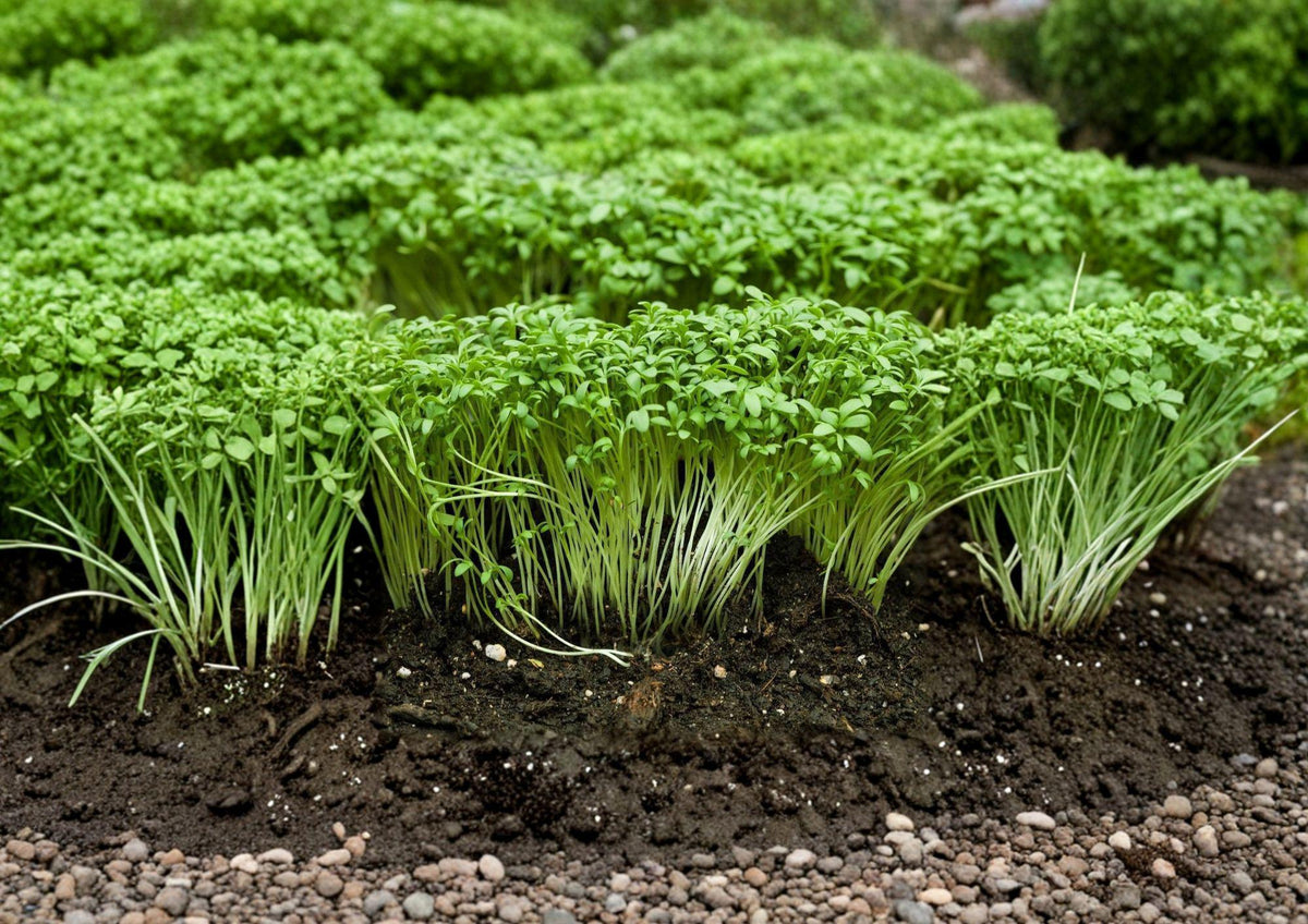 Curled Cress Seeds - Spicy Microgreen, 1000 Seeds, Garden Cress, Pepper Cress, Heirloom, Fast-Growing Leafy Green