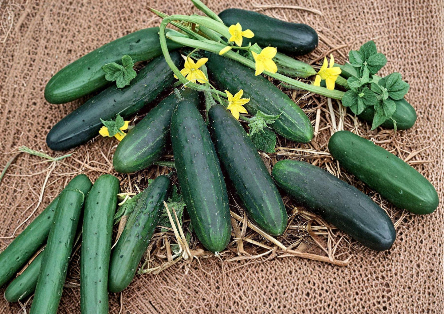 Spacemaster Cucumber Seeds, Compact Bush Variety for Small Gardens & Containers, Slicing Green Cucumbers, Cucumis sativus