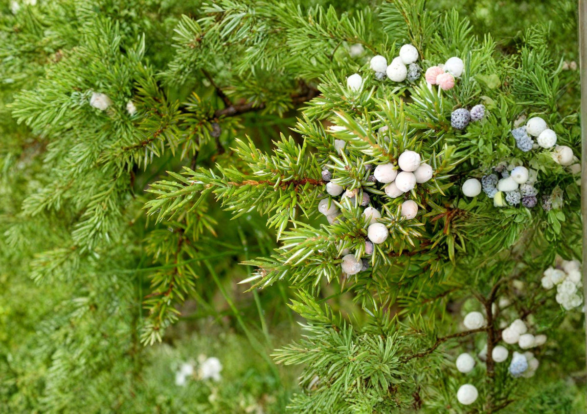 Common Juniper Seeds – Hardy Evergreen Conifer with Aromatic Blue Berries – Juniperus communis, Drought Tolerant, Ornamental Shrub