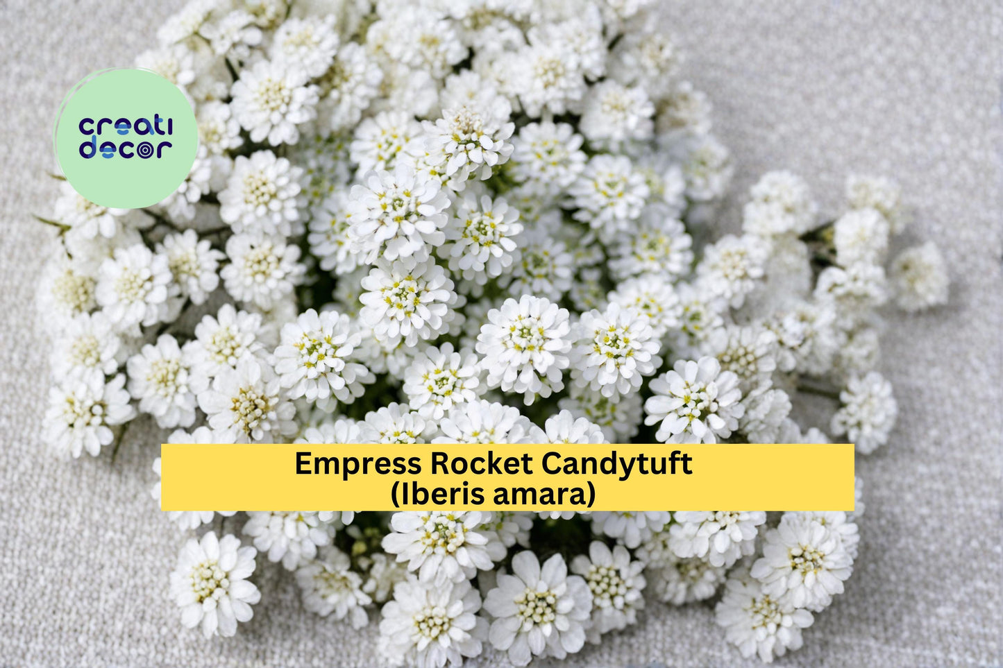 Empress Rocket Candytuft Seeds 100 Count | Iberis amara White Flower Annual for Borders & Cottage Gardens