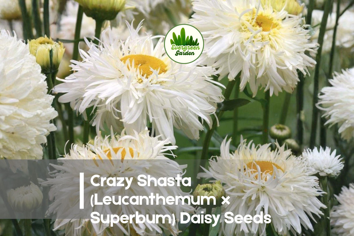 Crazy Shasta Daisy Seeds, 200+ White Frilly Blooms, Perennial Leucanthemum x superbum for Borders & Cut Flowers