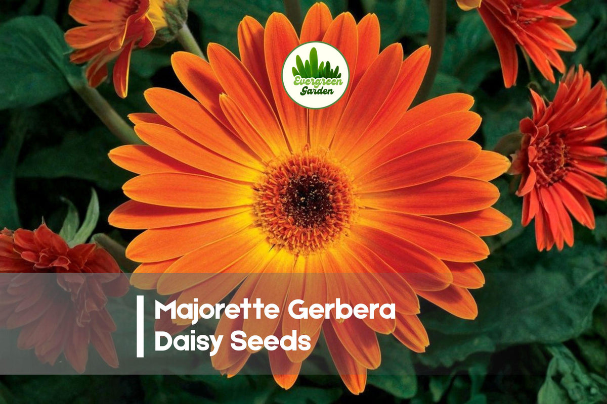 200+ Majorette Gerbera Daisy Seeds - Vibrant Gerbera jamesonii Flowers for Pots, Borders, Cut Flowers, Bright Colors