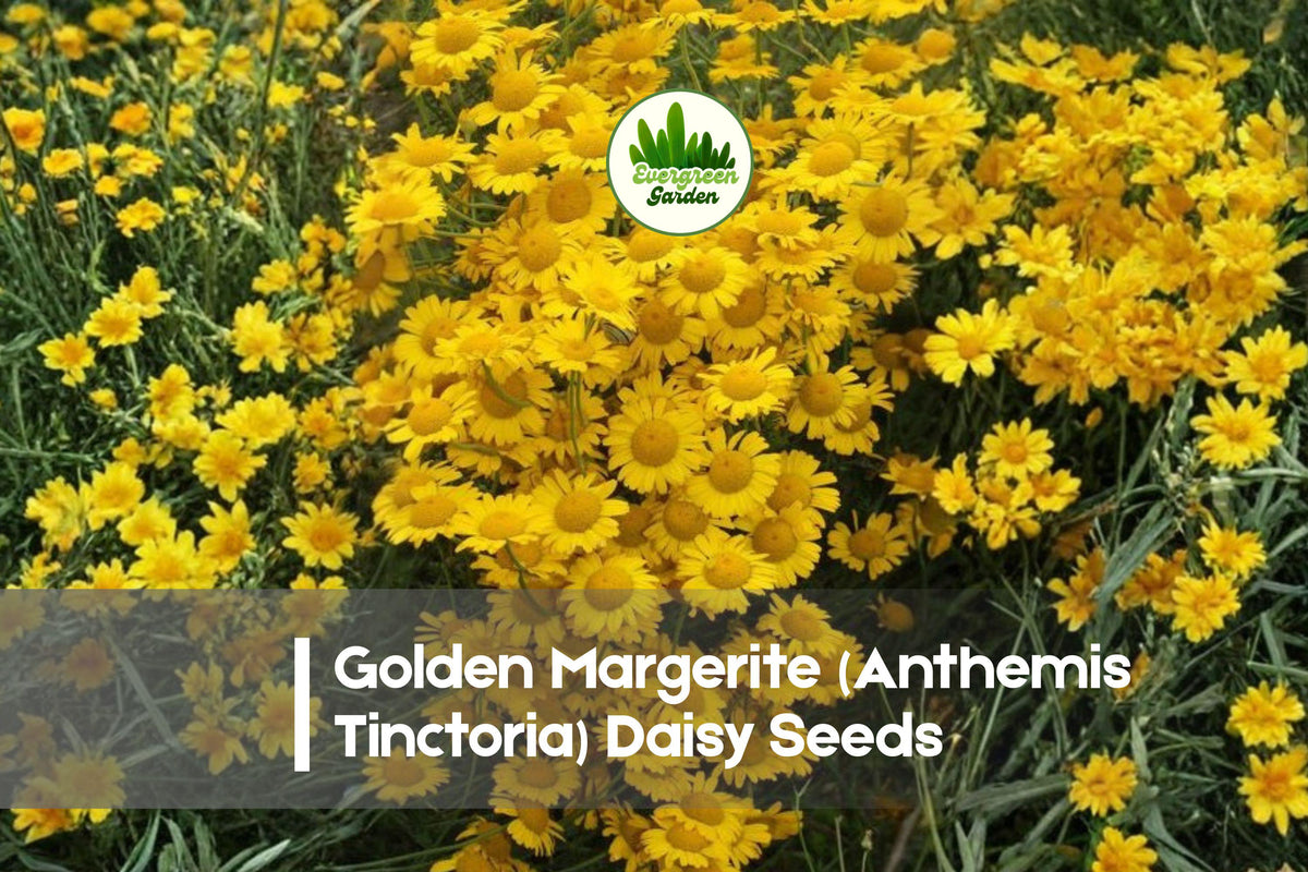 Golden Margerite Daisy Seeds – Anthemis Tinctoria Perennial, Bright Yellow Blooms, Drought-Tolerant, Pollinator-Friendly, 200+ Seeds